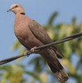 /album/photogallery/red-eyed-dove-lamin-feb-2012-jpg/